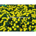 2015 Newest Hybrid Top Quality Marigold flower seeds for planting